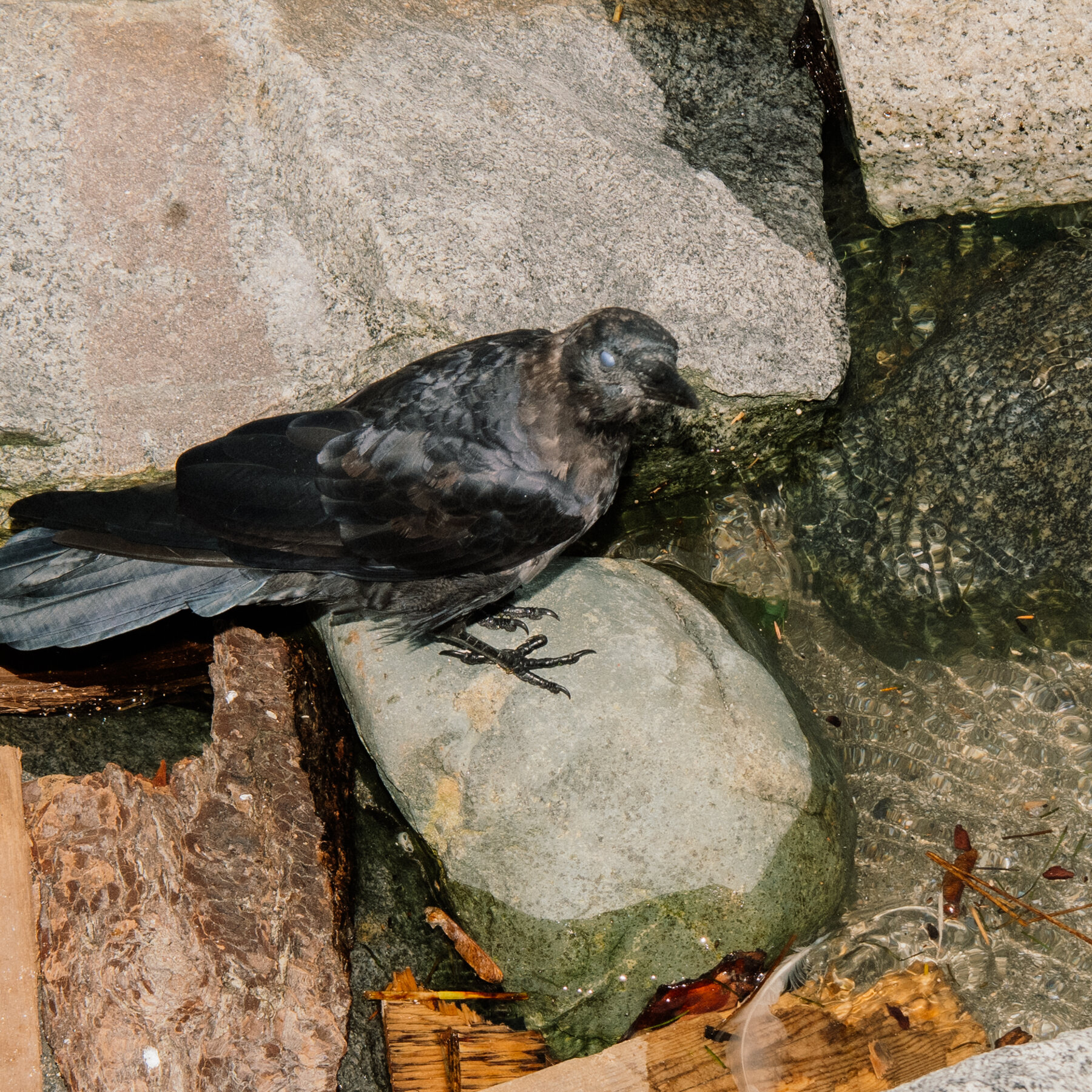 If You Think You Can Hold a Grudge, Consider the Crow