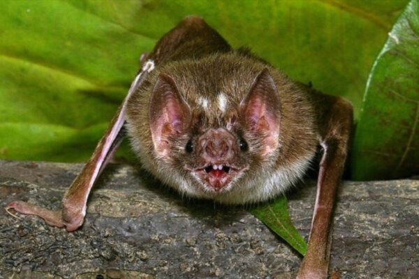 Vacation nightmare: 12 family members diagnosed with fungal disease after exploring Costa Rica cave